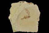 Metasequoia (Metasequoia) Fossil - Montana #110872-1